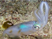 Khánh Hoà: Sản xuất giống nhân tạo và thử nghiệm nuôi thương phẩm mực lá